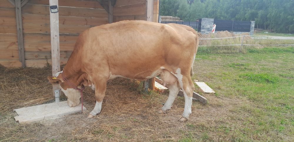 Krowa simental 100% z biala karta Zamiana