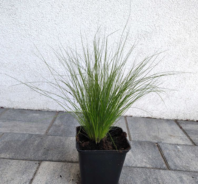 Ostnica mocna Pony tails sadzonka producent