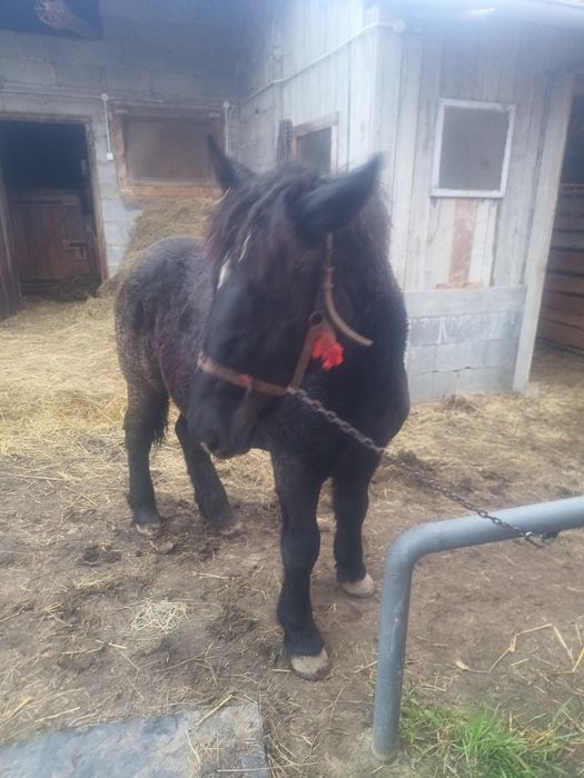 Sprzedam Zrębice pół perszeron