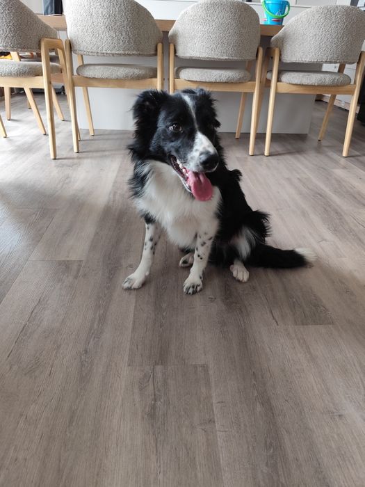 Border Collie (6 meses)