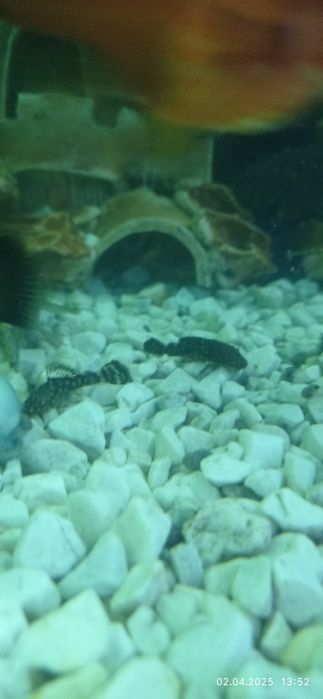 Рибки Анциструс.