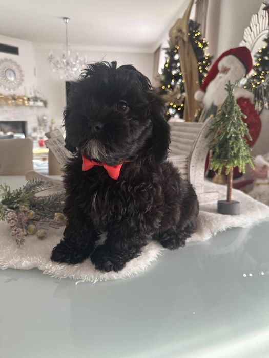 Sliczna dziewczynka Cavapoo F1