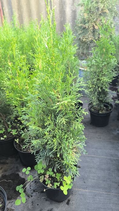 Туя западная Смарагд