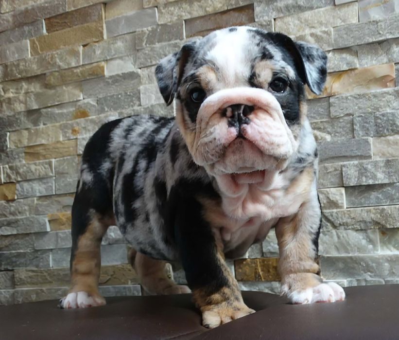 Buldog angielski suczka Black tri