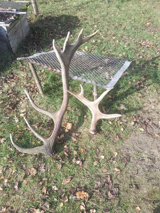 Роги лось, олень