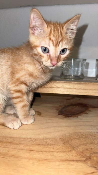 gatinho ,com um mes