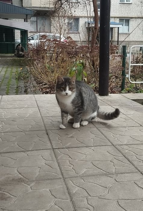 Безкоштовно котик