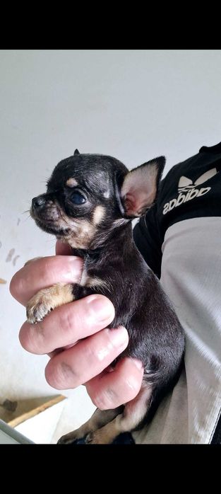 Chihuahua  mesmo pequeno