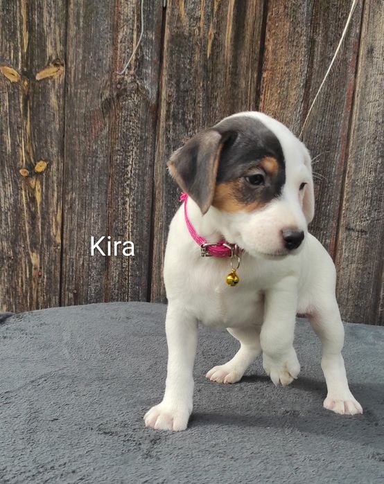 Parson Russell Terrier