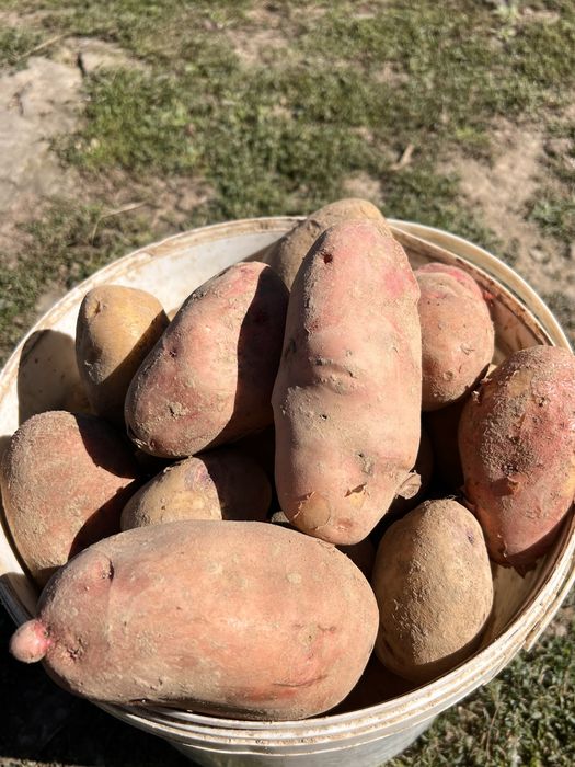 Продам картоплю