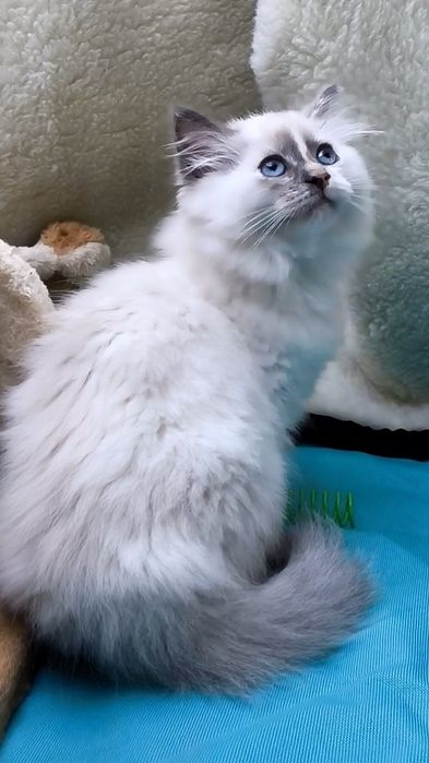 Кошенята/котенята регдол,невська маскарадна сільвер пойнт/silver point