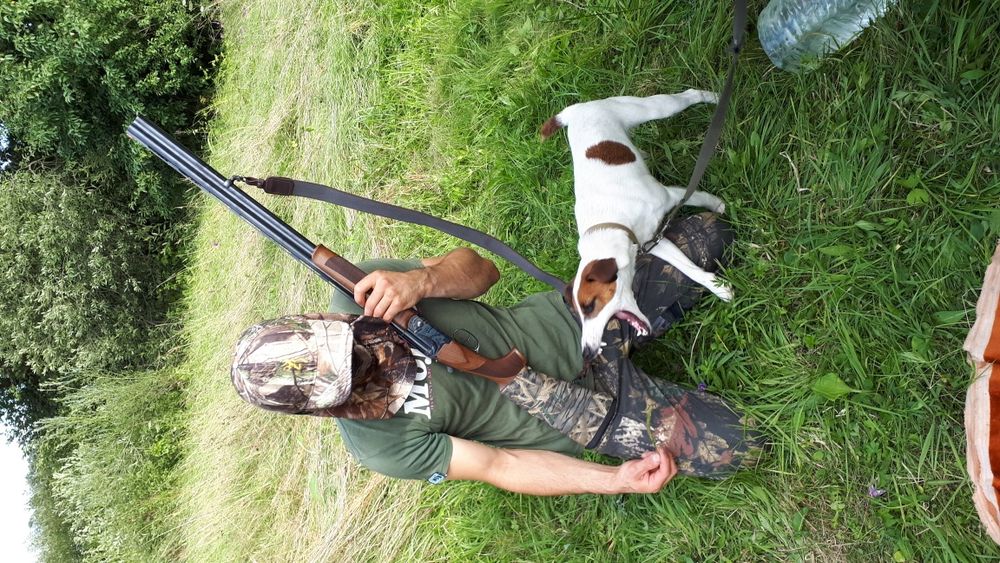 Вязка.Гладкошерстний фокстерєр 6 роки.