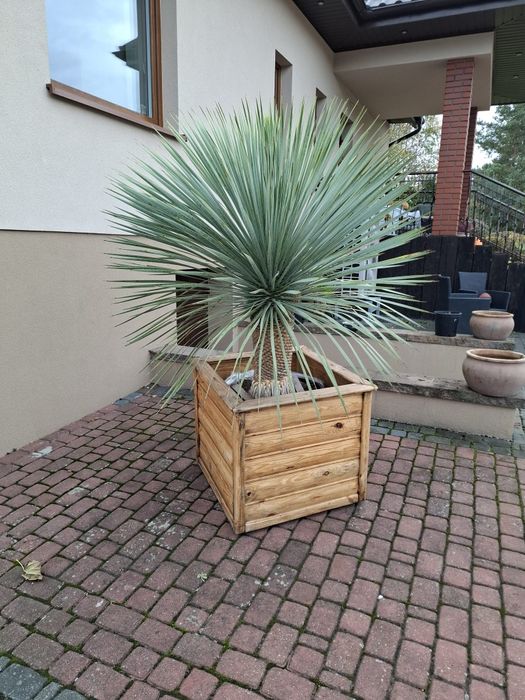 Yucca Rostrata juka roślina egzotyczna Palma Trachycarpus