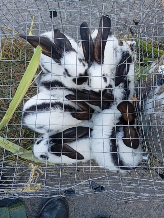 Кролики. Французький баран. Бургундські. Радянська шиншила. Строкачі.