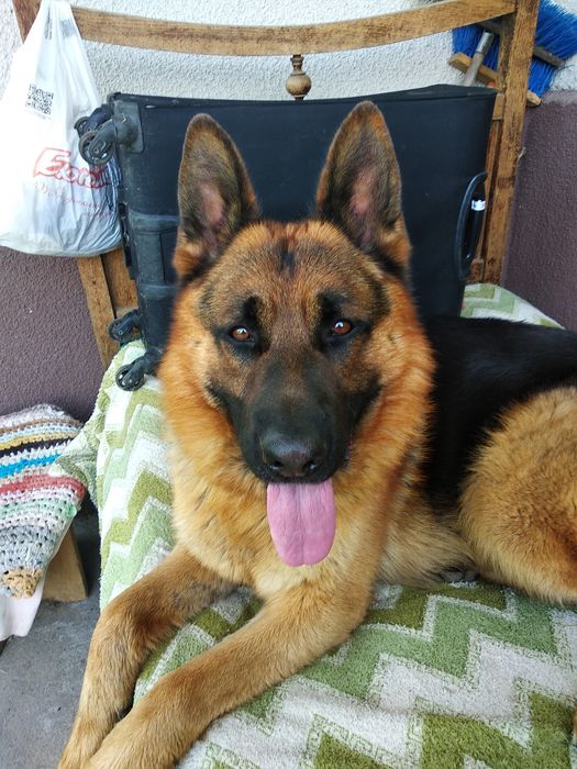 В'язка німецької вівчарки.