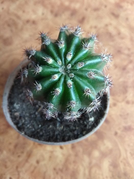 Кактус, квітка біла