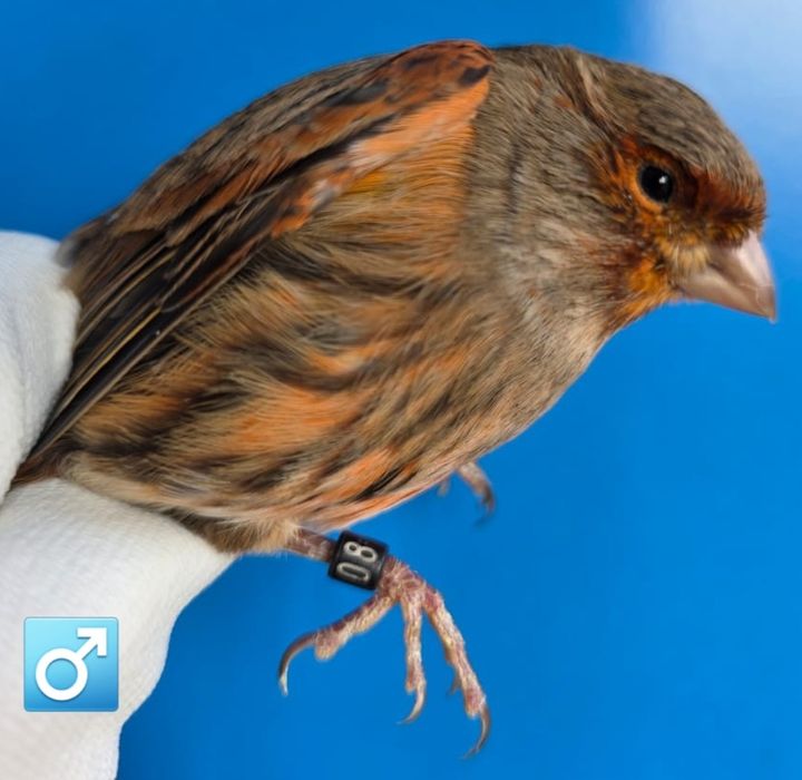 Клітки для канарок