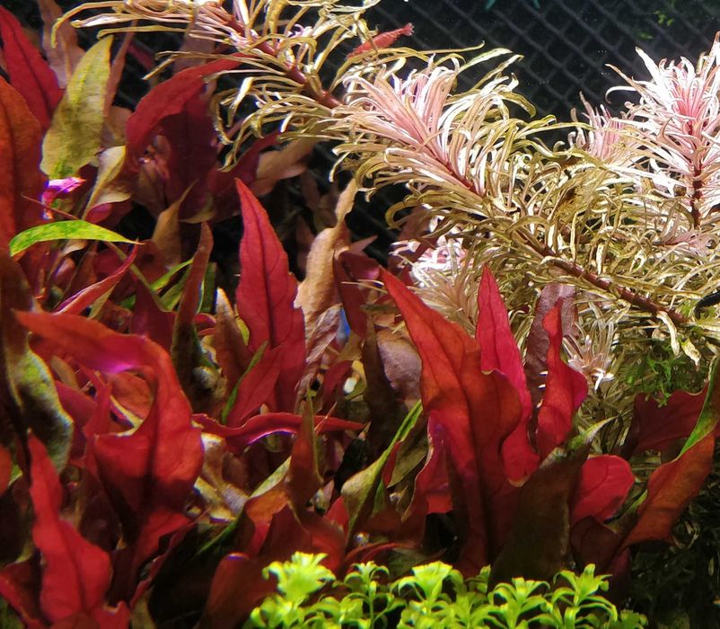 Alternanthera Splendida - Duże sadzonki