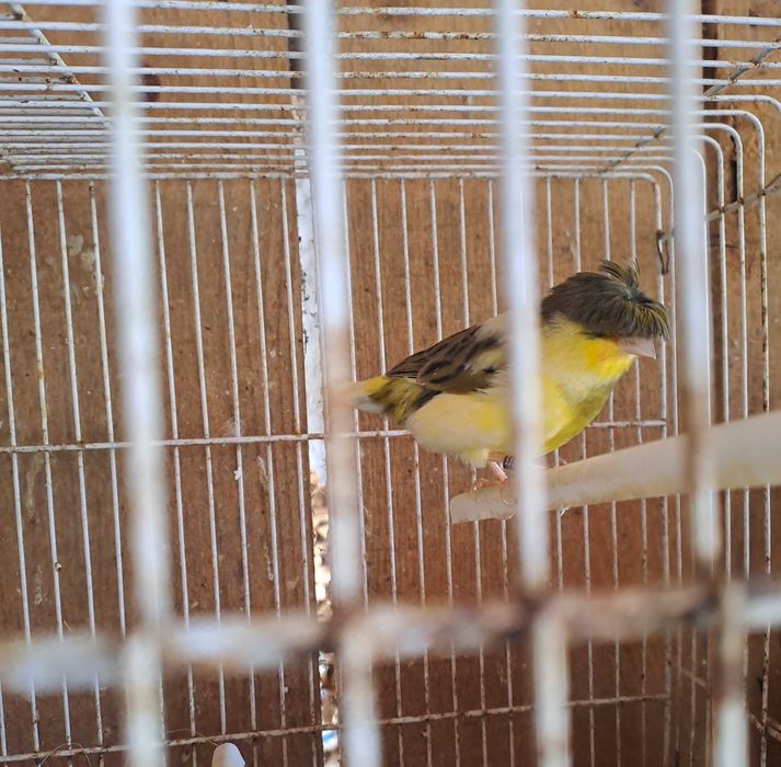 Canarios Glosters