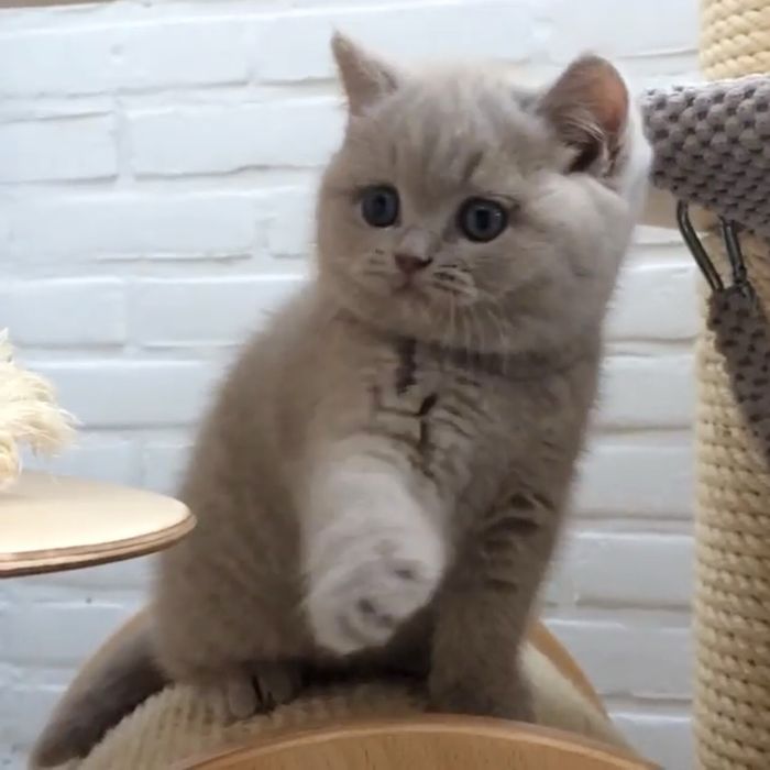 Лілові прямовухі кошенята