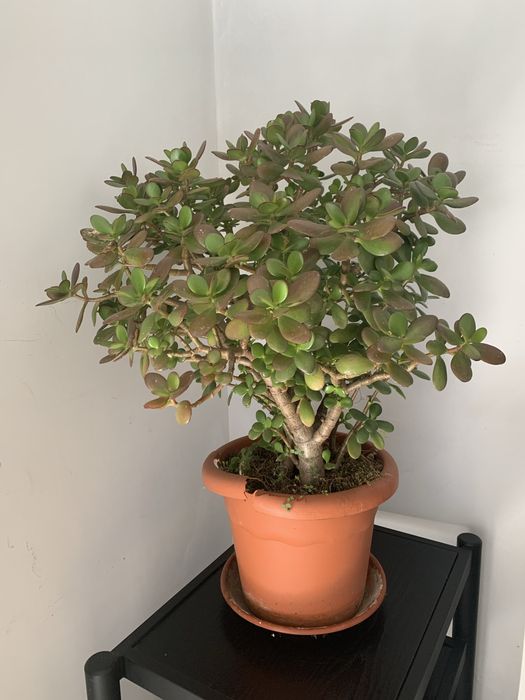 Planta jade com 65 cm