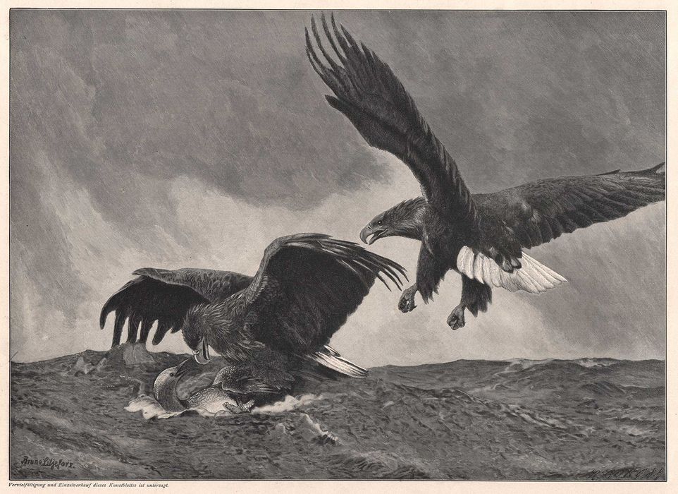 Liljefors: Dramat na morzu. Drzeworyt 1903 r. oryginał
