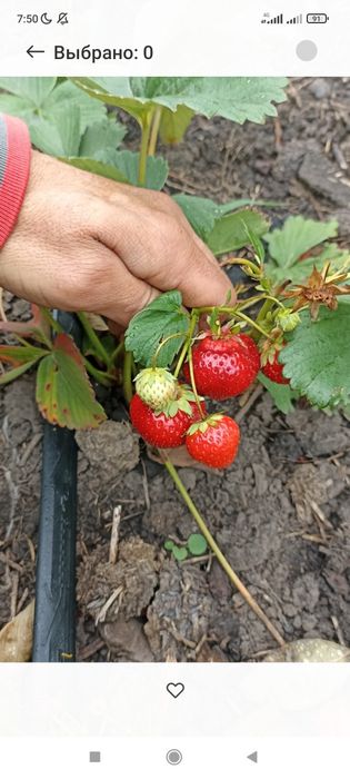 Сушеная  Клубника  ,Сушена Полуниця ,Малина ,Чипсы Клубники ,Ягоды
