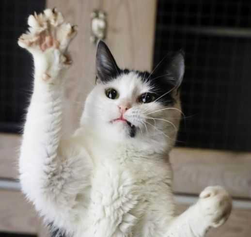 1,5річна красуня Космея шукає дім, кішка кошеня котик кот кіт котенок