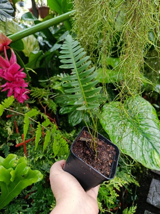 Папороть davalia pectinata