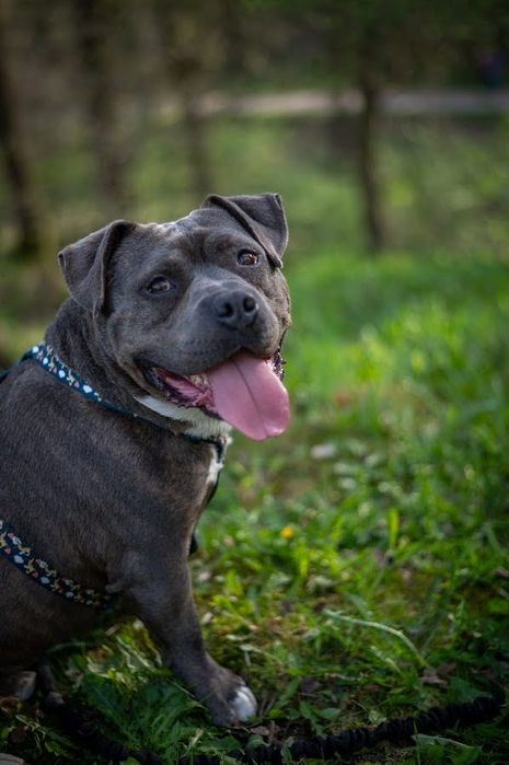 Fajny i przyjazny pies w typie American Bully dla miłośnika rasy. Oddany, łagodny i mądry - szuka domu bez innych zwierząt i małych dzieci.Cudo pies