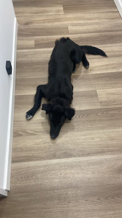 Adotar cão mistura lavrador com border collie