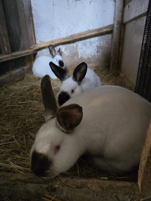 Króle kalifornijskie  samce, samice.