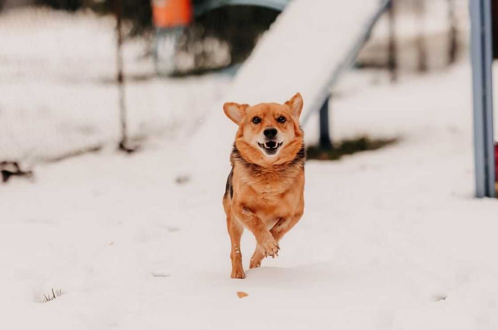 Sympatyczny towarzysz codziennego życia- Imbus- poleca się do adopcji!