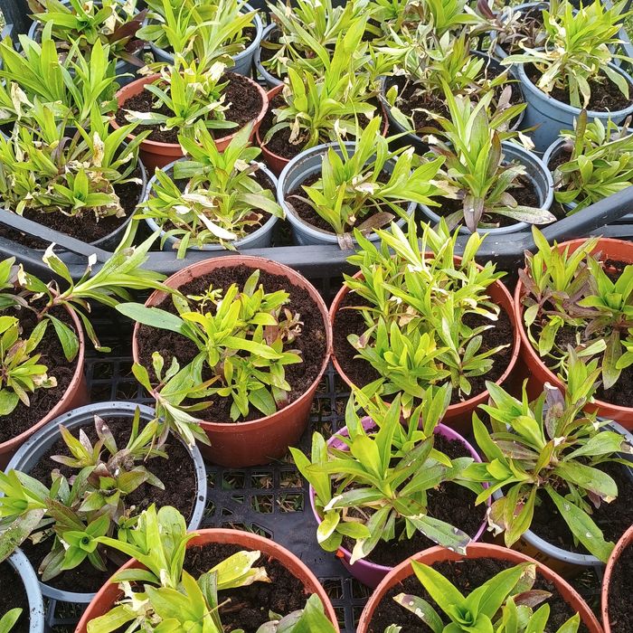 Goździk brodaty sadzonki-  10 sztuk