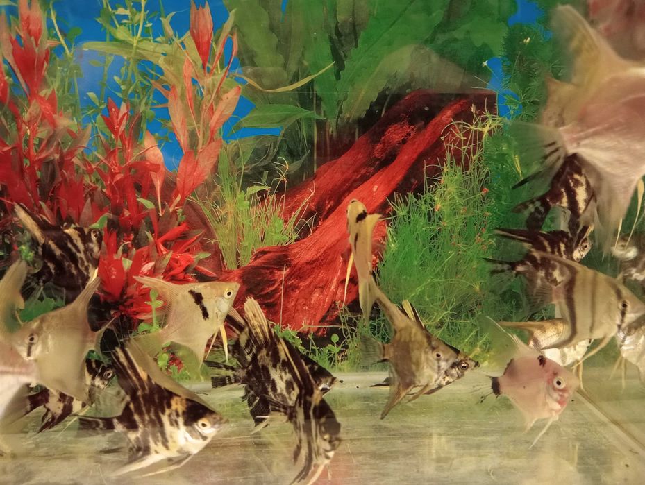 Skalary różne mix kolorów