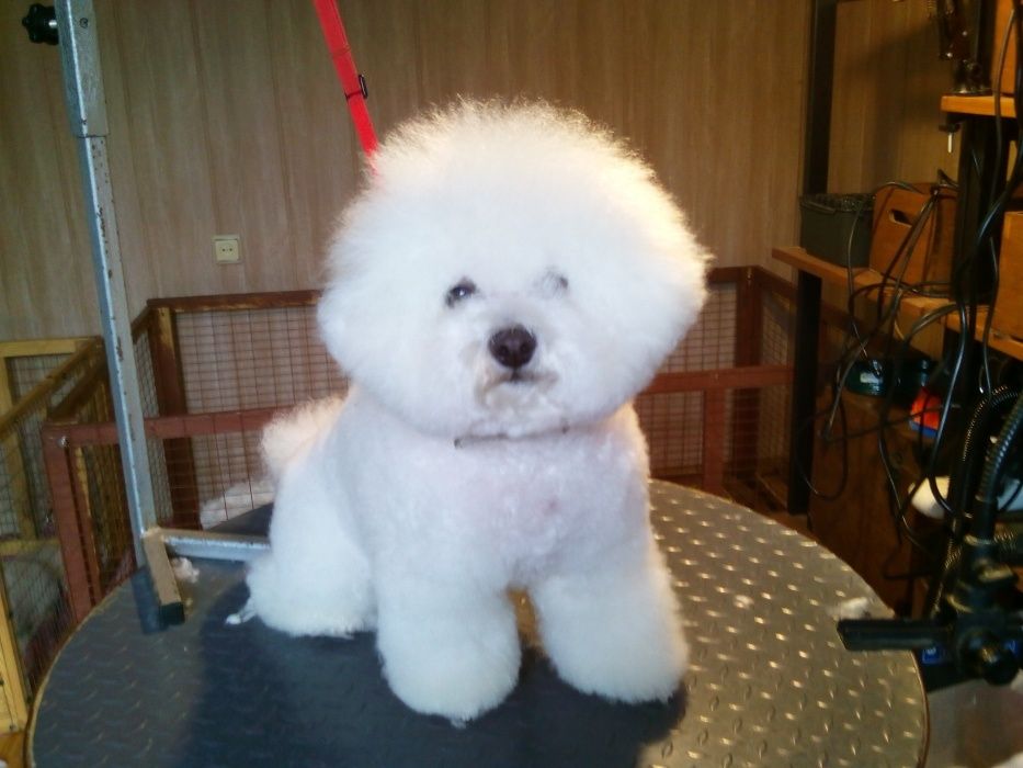 Бишон фризе, прекрасные детки.