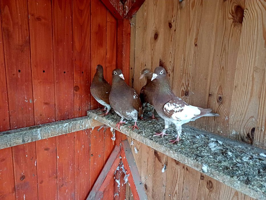 Gołebie mulemansy tygrysy pocztowe