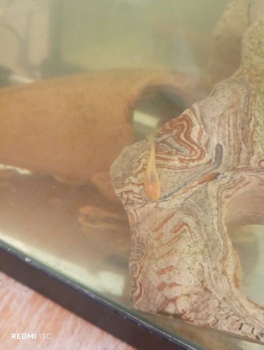 Ancistrus amarelos