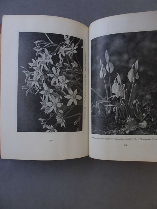 Livro Introdução à botânica Introduccion Botânica B. Fernandez Riofrío