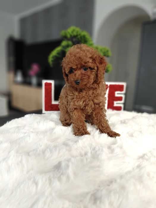 Pudel Toy Red Piesek