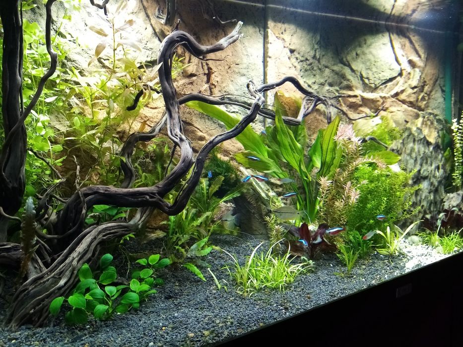 Акваріумні рослини