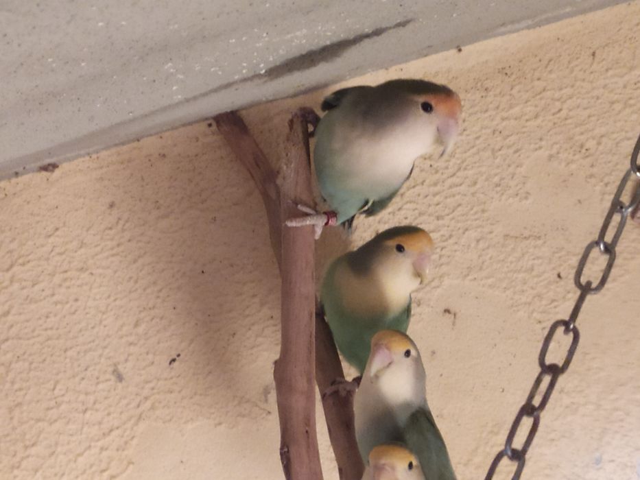 Agapórnis roseicolis