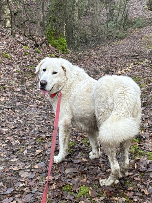 pies w typie owczarek podhalański abaj kaukaz golden retriever