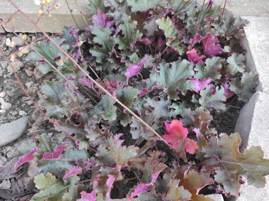 promocja na Irysy pachnące białe