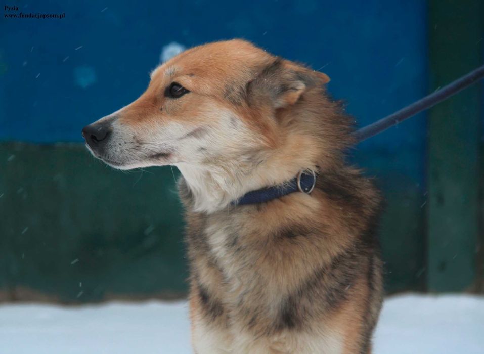 Pysia, śliczna suczka szuka domku