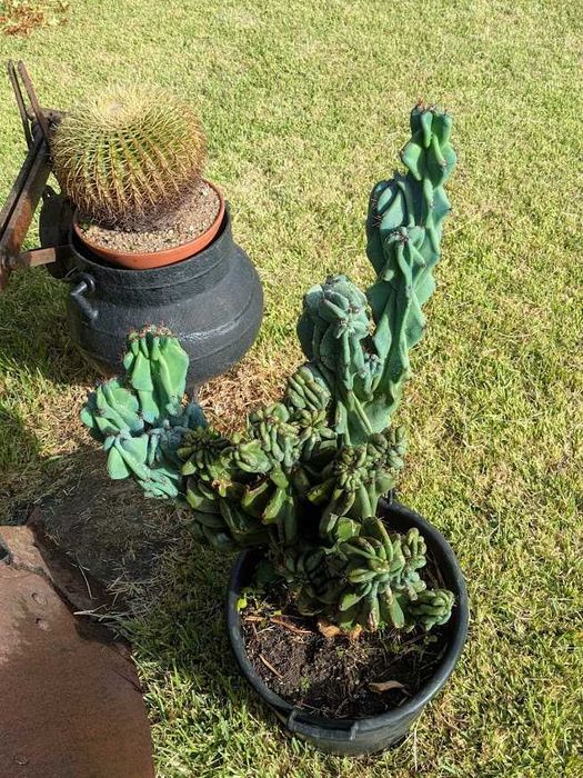 Cato Azul  Cereus Monstrosus 80x50cm