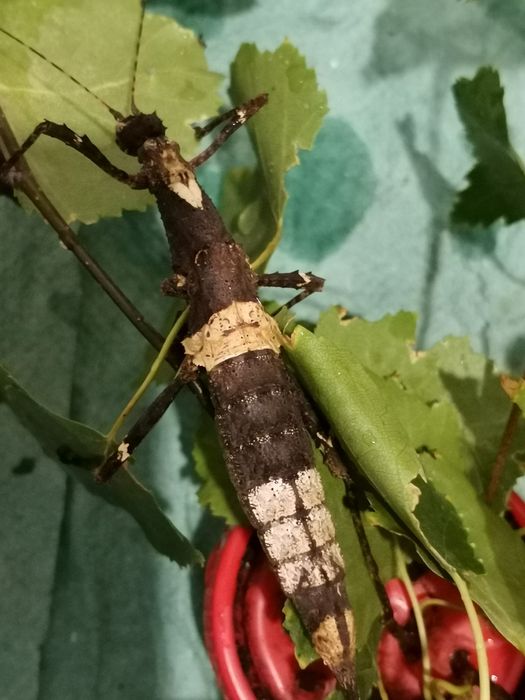 Палочники неожиданный