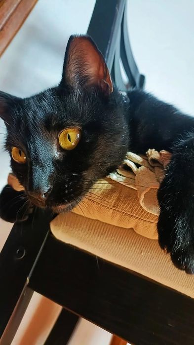 Dengo Gato 3 anos