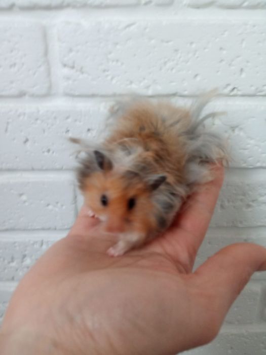 Пушистые мягкие красивые рыжие ручные хомячки купить в Харькове хомяк