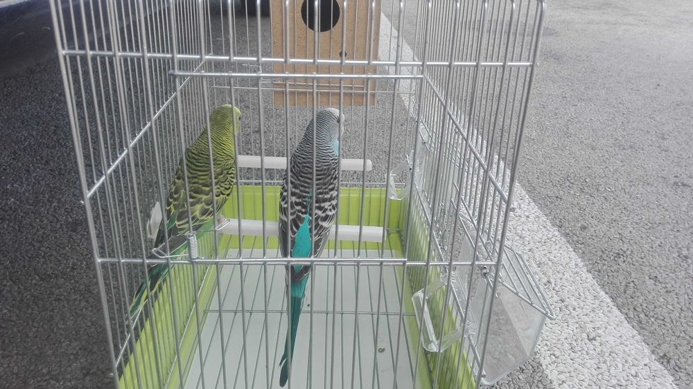 Vendo kit piriquitos